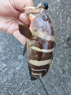 アオハタの釣果