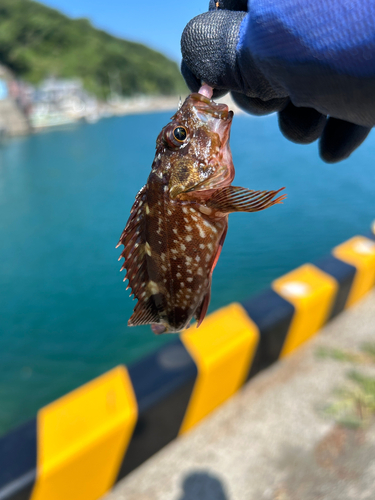 ガシラの釣果