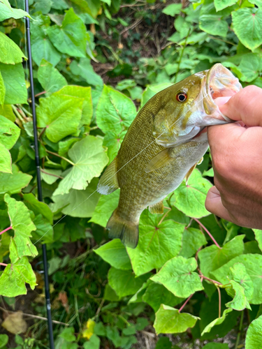 スモールマウスバスの釣果