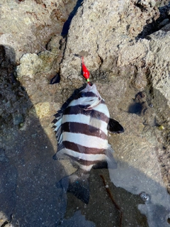 シマダイの釣果