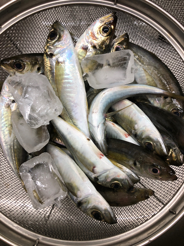 アジの釣果