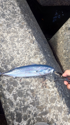 ソウダガツオの釣果