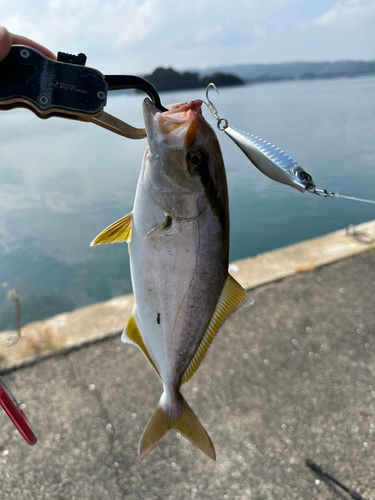 ネリゴの釣果