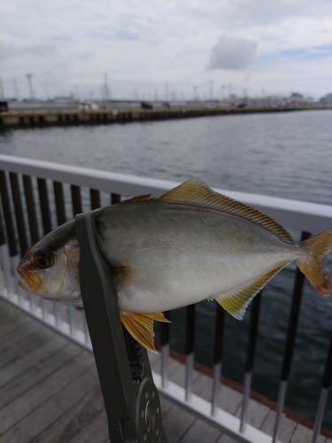 ショゴの釣果