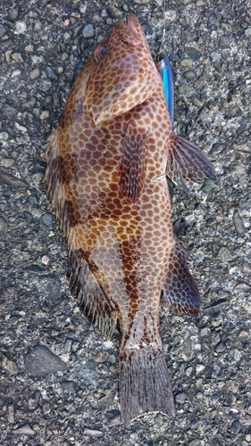 オオモンハタの釣果