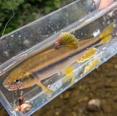 カワムツの釣果