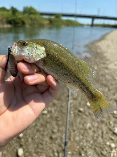 コイの釣果