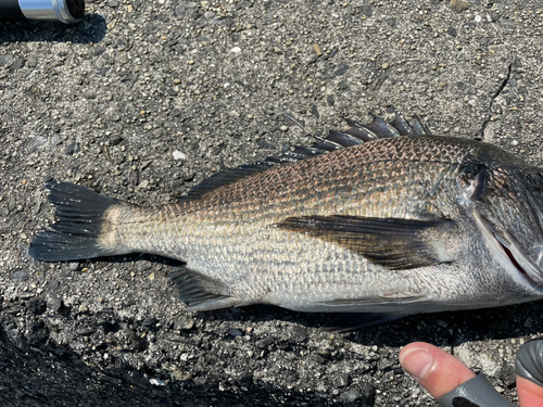 チヌの釣果