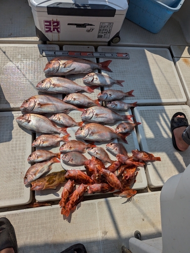 タイの釣果