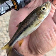 カワムツの釣果