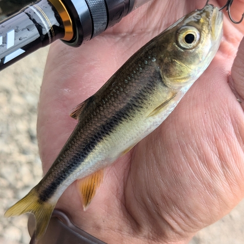 カワムツの釣果