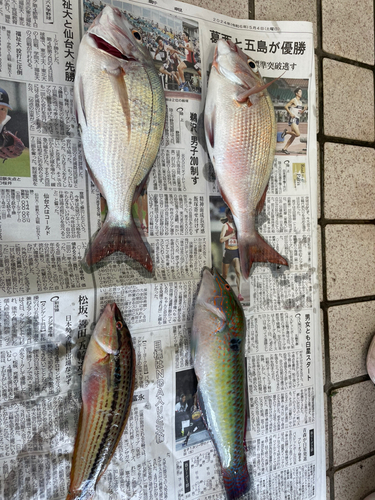 タイの釣果