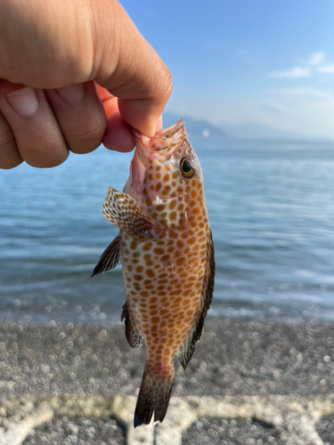 オオモンハタの釣果