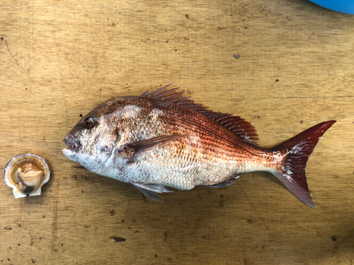 マダイの釣果