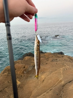 カマスの釣果