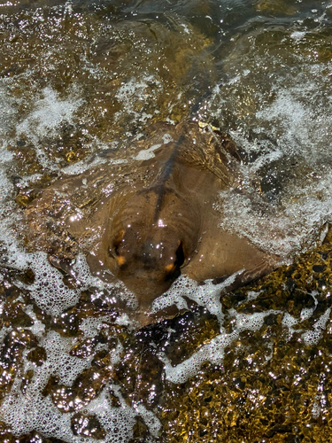 アカエイの釣果