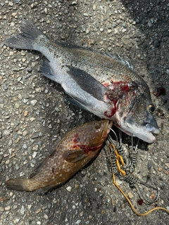 クロダイの釣果