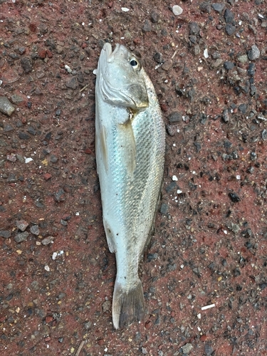 イシモチの釣果