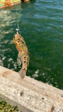 ウロハゼの釣果