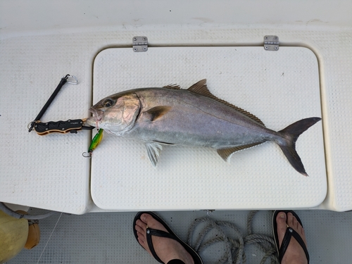 ネリゴの釣果