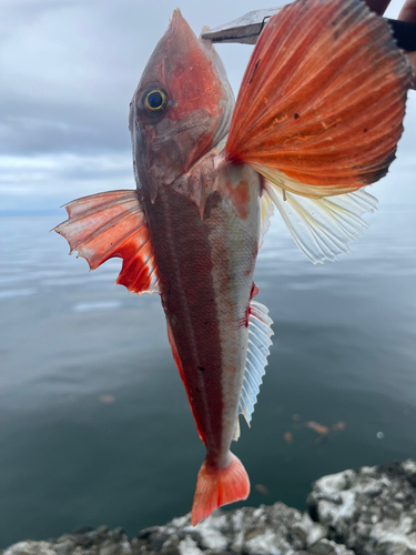 カナガシラの釣果