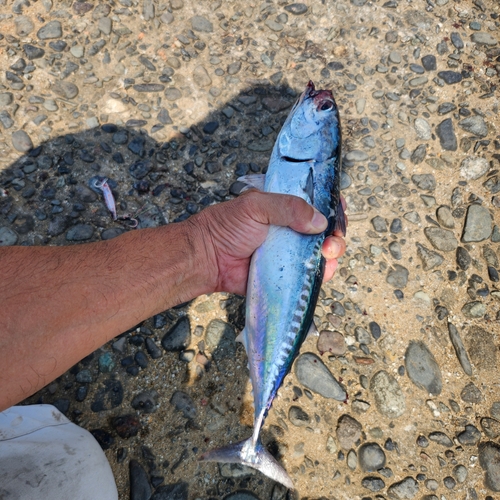 ソウダガツオの釣果