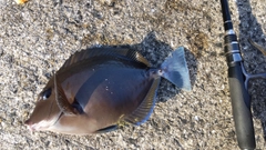 ニザダイの釣果