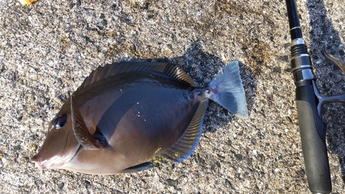 ニザダイの釣果