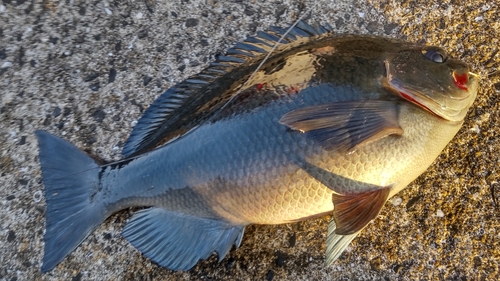 メジナの釣果