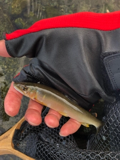 アユの釣果