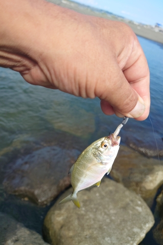 メッキの釣果