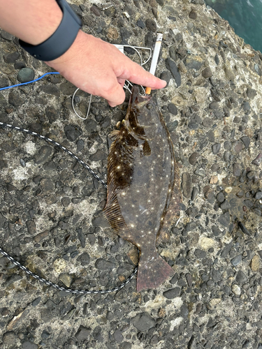 ヒラメの釣果