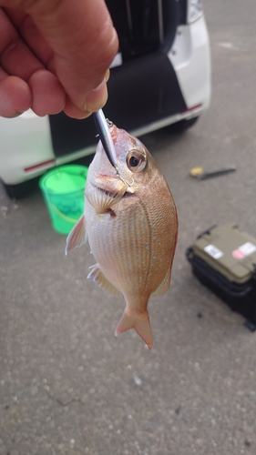 タイの釣果