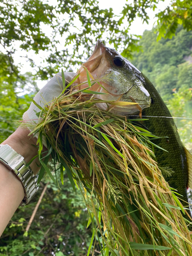 ブラックバスの釣果