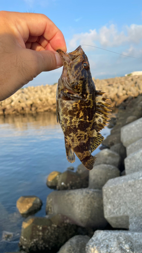 タケノコメバルの釣果