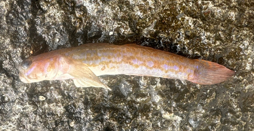 ホシノハゼの釣果