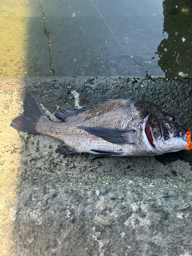 チヌの釣果