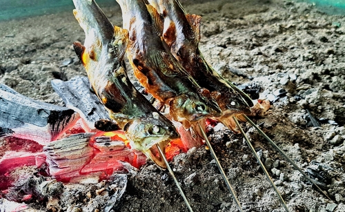 イワナの釣果