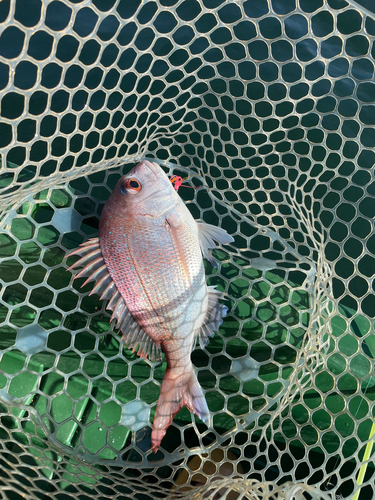 マダイの釣果