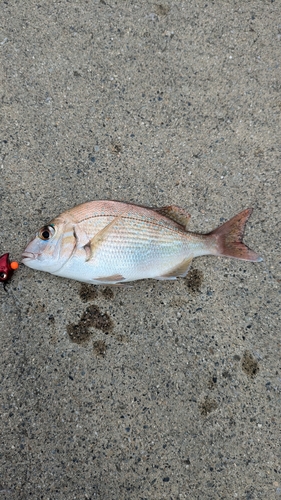 タイの釣果