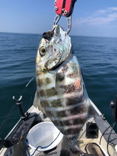 オキアジの釣果