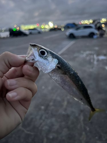 サバの釣果