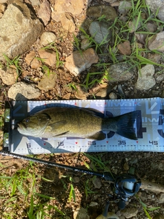 スモールマウスバスの釣果