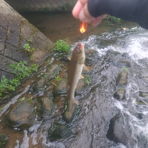 ウグイの釣果