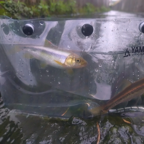 カワムツの釣果