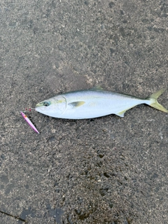 イナダの釣果