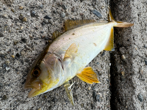 ショゴの釣果