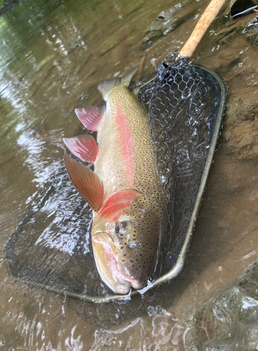 ニジマスの釣果