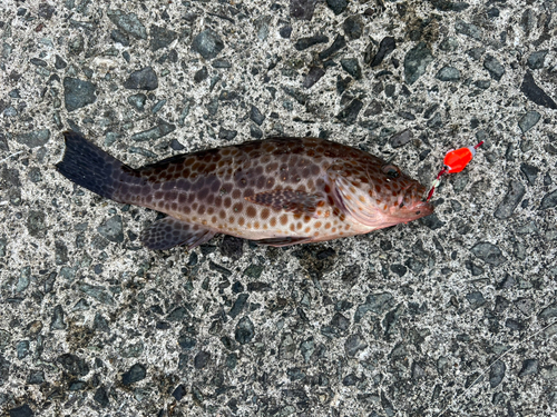 オオモンハタの釣果