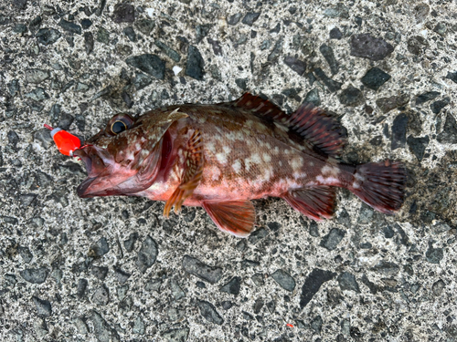 アラカブの釣果